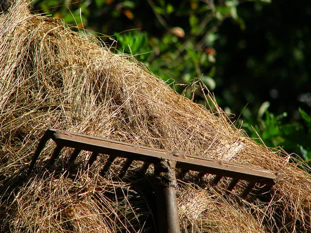 Tisíce hodin pro přírodu: Brontosauři pomohli vzniku CHKO i záchraně vzácných druhů