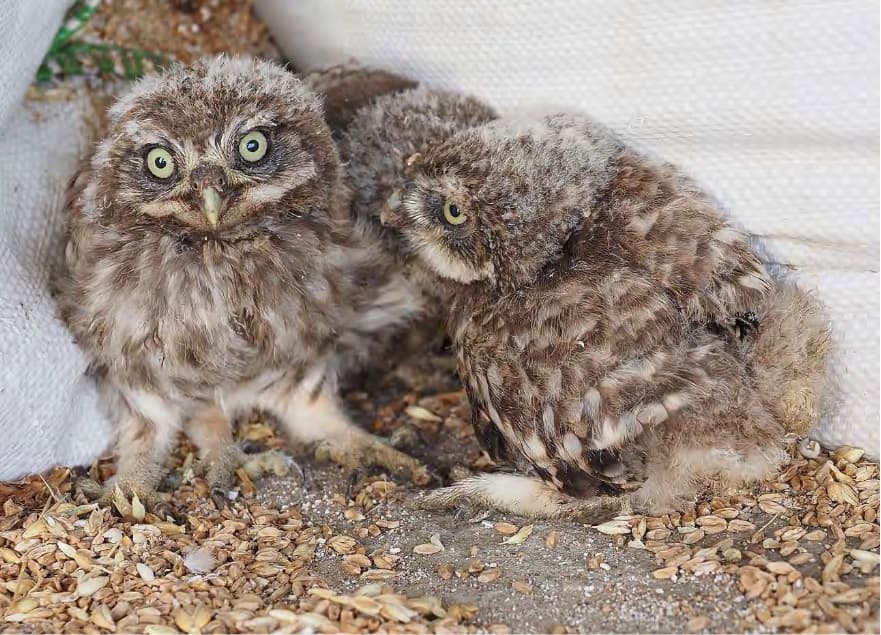 Sýček obecný na Jihu Moravy slaví 25leté maximum: 14 párů vyvedlo 55 mláďat