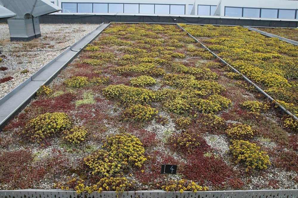 Vědci z ČVUT vytvořili metodiku požární bezpečnosti zelených střech