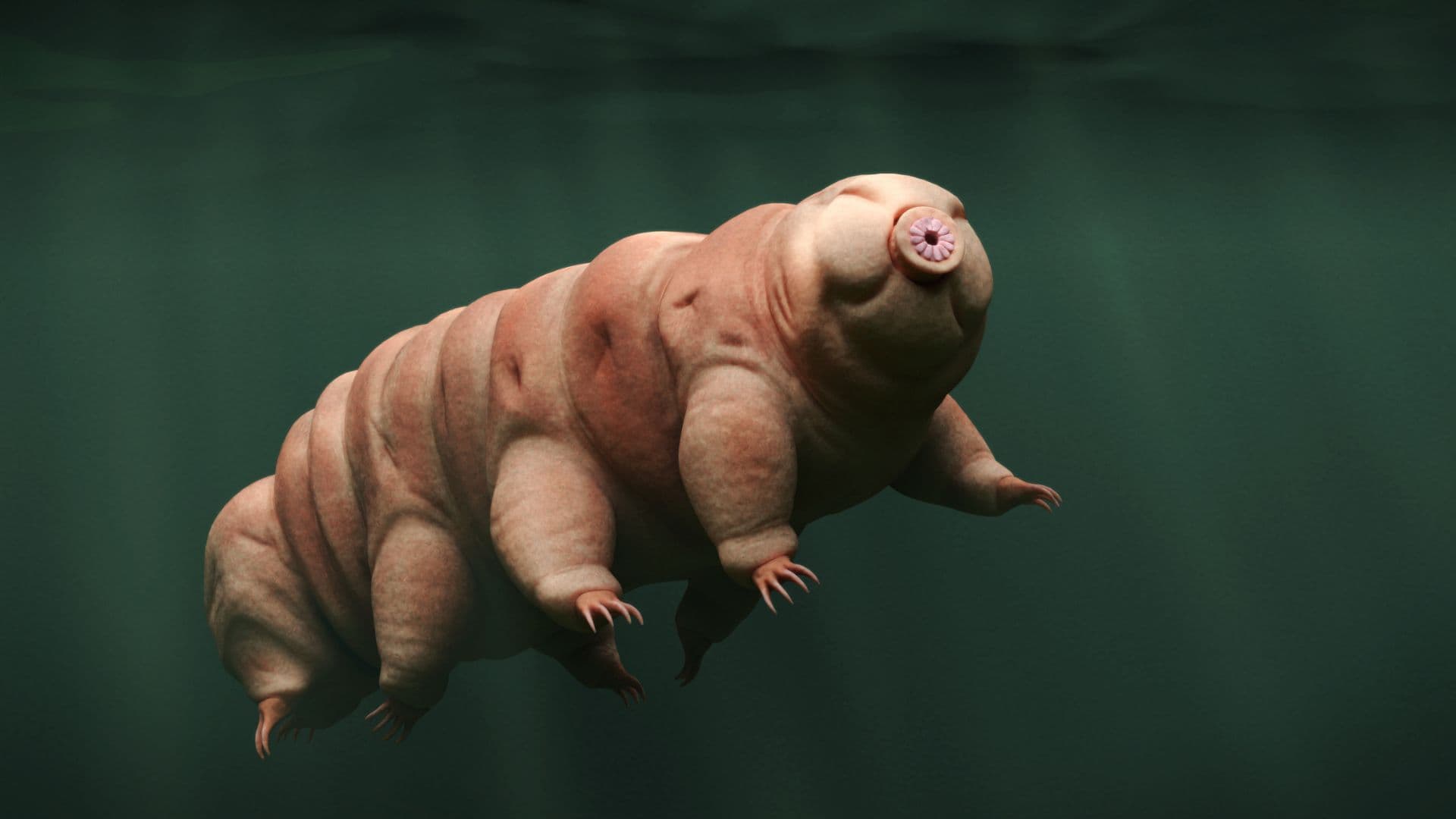 Mikroskopické "vodní medvídci" neobstáli na Marsu. Vědci objevili jednoduché řešení