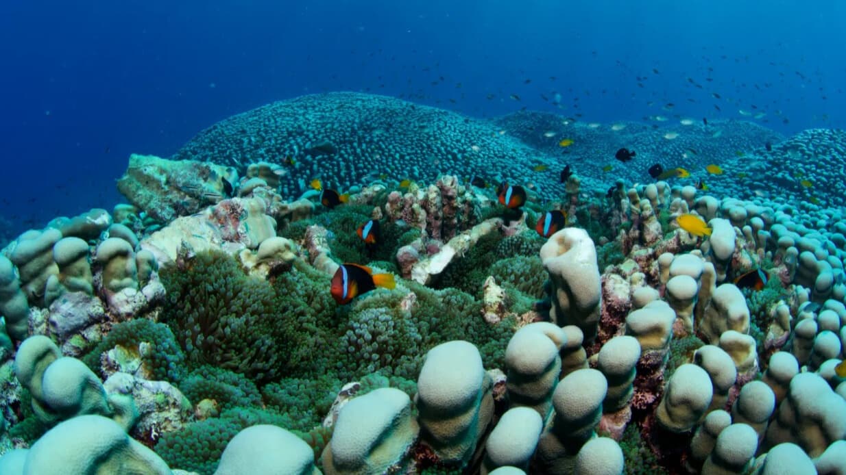 Matka s dcerou objevily u Austrálie největší korálovou kolonii na světě, je velká jako fotbalové hřiště