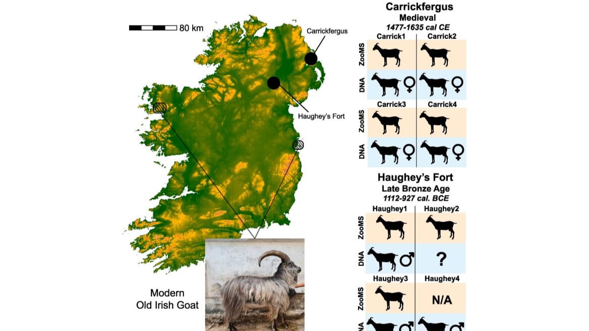 Živoucí spojení s minulostí: Irský kozel má 3000 let staré předky z doby bronzové