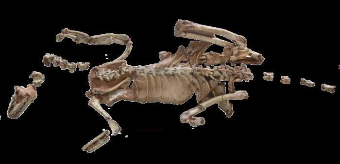 Dinosaurus z Patagonie starý 90 milionů let: Drobounká kostra je „Kámen z Rosetty“ paleontologie