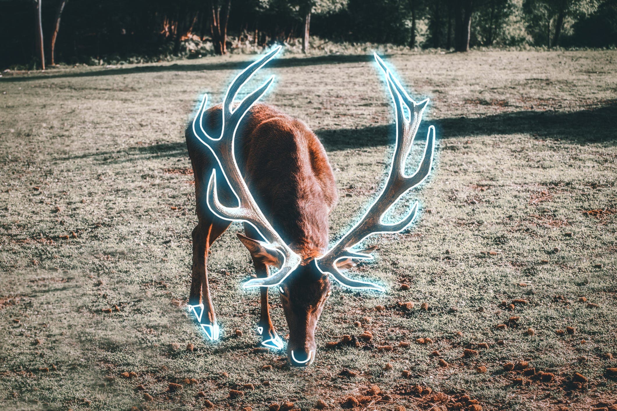 Neviditelný jazyk přírody: Jeleni si v lese zanechávají zářící UV signály, které lidé nikdy neuvidí