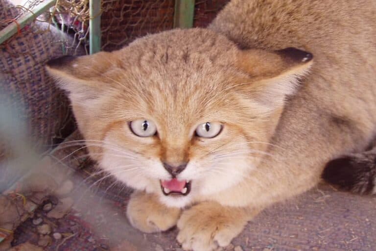 Skrytý svět malých divokých koček: Vědci odhalují rozsah nelegálního obchodu s oceloty a margayi