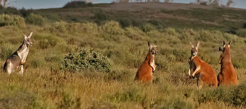 Austrálie utrácí miliardy za ničení přírody, zatímco ochrana zaostává