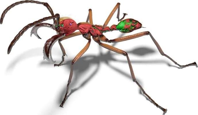 Revoluce v poznání mravenců: 3D modely a AI odhalují skryté detaily 800 druhů