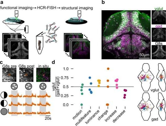 Jak mozek zpracovává více vizuálních vjemů najednou: Odhalení mechanismů rozhodování