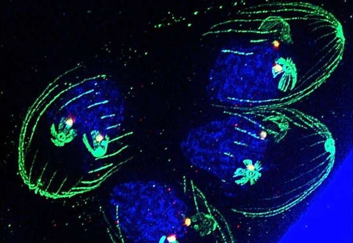 Mikroskopický parazit odhaluje svá tajemství: Nová metoda otevírá cestu k léčbě