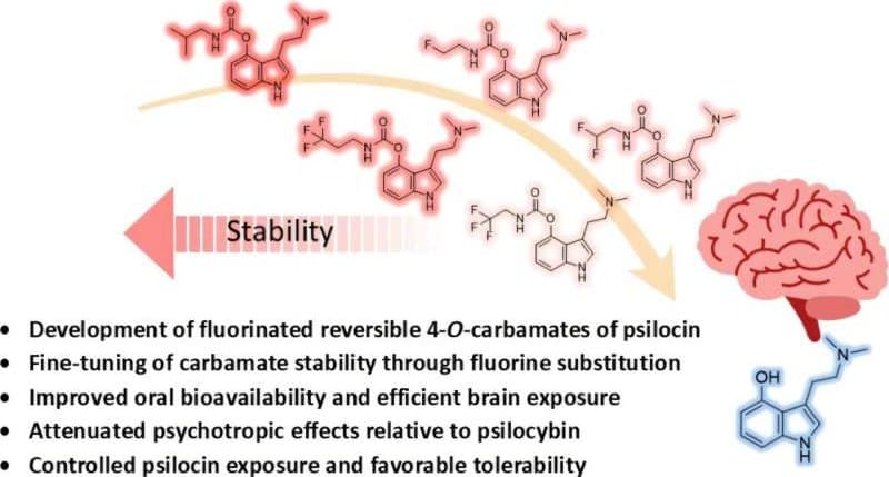 Cesta k léčbě bez halucinací: Vědci upravili látku z magických hub pro bezpečnější terapii depresí i úzkostí
