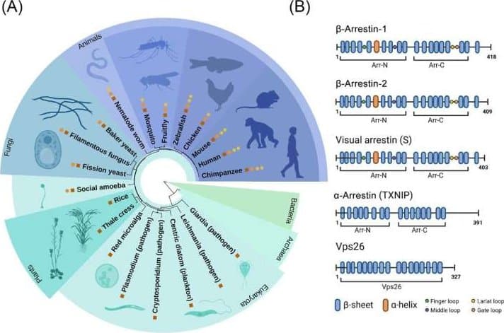 Nová naděje v léčbě: Vědci cílí na proteiny uvnitř buněk