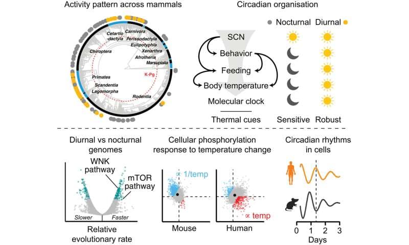 Genetický spínač odhaluje, proč lidé bdí ve dne