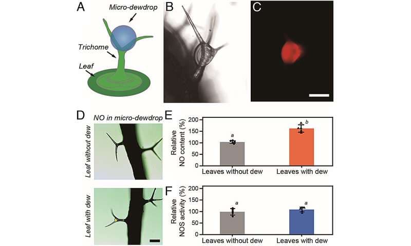 Překvapivý objev: Drobné kapky rosy spouštějí dřívější kvetení rostlin