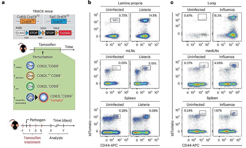 Nový nástroj odhaluje, jak se T-buňky přizpůsobují v různých orgánech