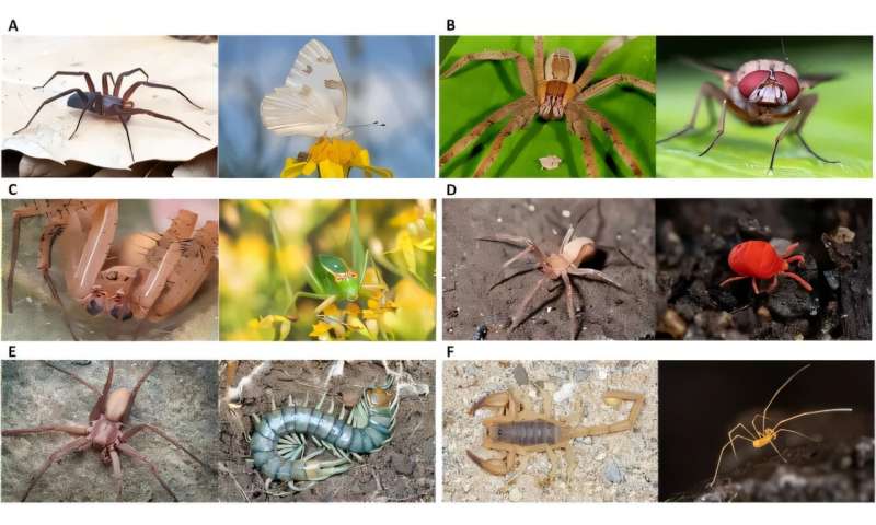 Co přesně nás děsí na pavoucích? Nová studie zkoumá tajemství arachnofobie