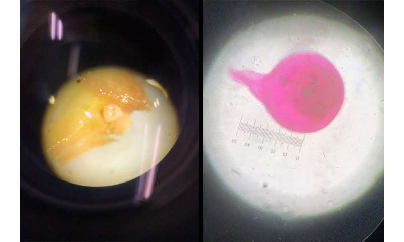 Mikroskopičtí hrdinové z Guamu: Nematodi bojují proti škůdcům plodin