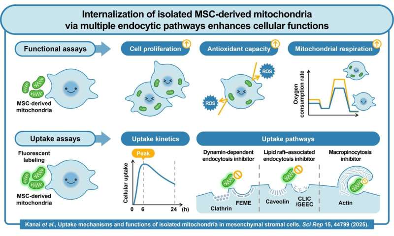 Buněčný restart: Jak „vypůjčené“ mitochondrie dokážou vrátit energii nemocným buňkám a léčit tělo