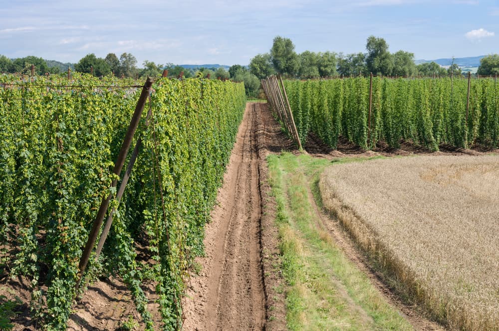Stoletý chmelařský výzkum v Česku míří na odolnost vůči klimatu