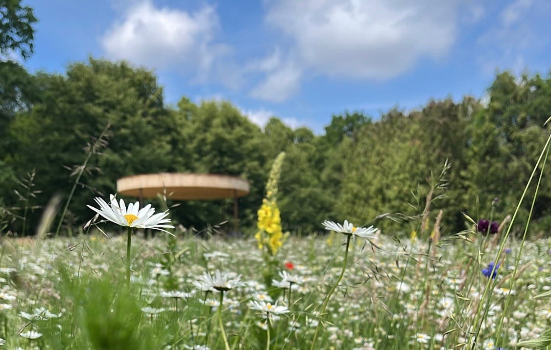 Poslední ekologická stopa: Jak pohřbívání může regenerovat přírodu