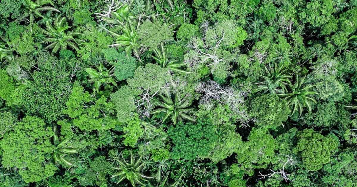 Bolívie chrání milion hektarů Amazonie: Domorodci a místní samosprávy spojují síly pro přírodu