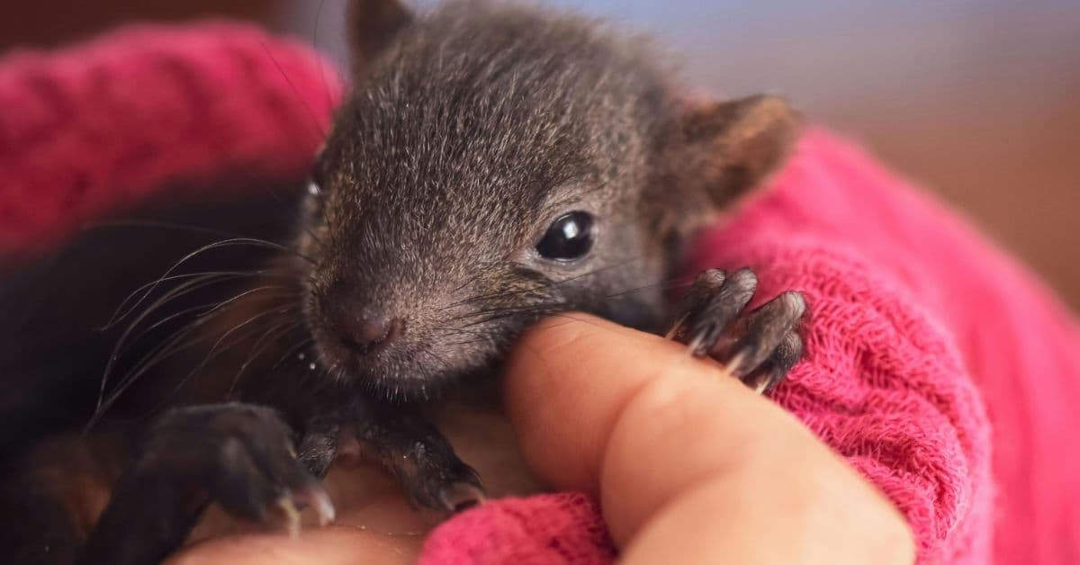 Vězení se stalo útočištěm: Odsouzení muži zachraňují zraněná zvířata