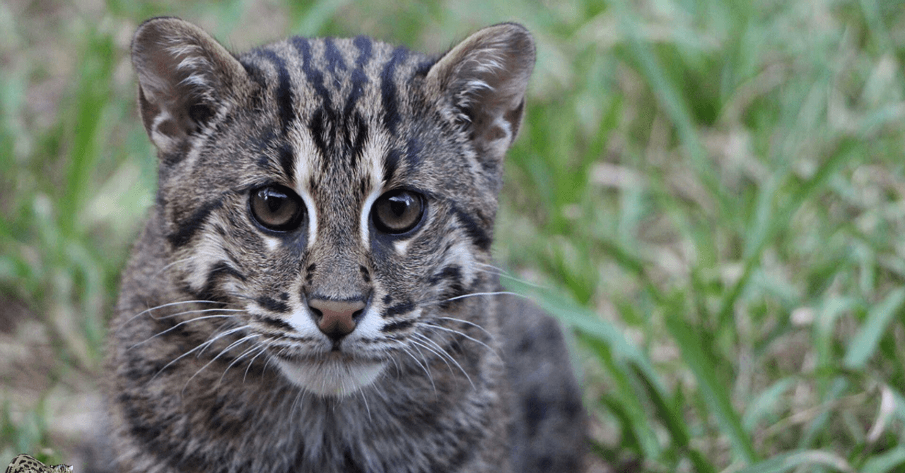 Kaziranga překvapuje: Mokřady parku jsou klíčovou pevností pro 57 ohrožených koček rybářských