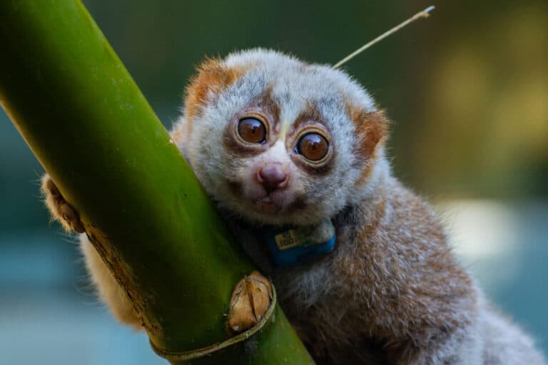 Jedovatý kousanec od vlastního druhu: Proč se návrat vzácných outloňů do přírody často mění v boj o život?