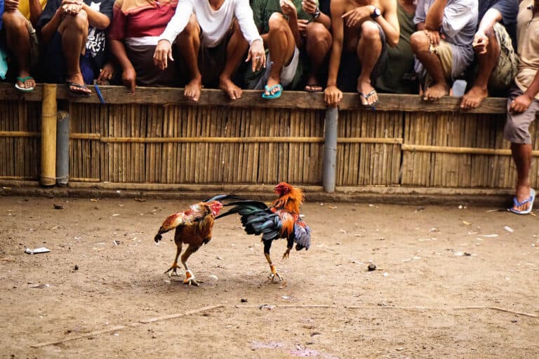 Zápas kohoutů ohrožuje vzácné ryby v Peru: tradice vs. záchrana druhu