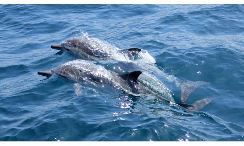 Nebezpečné chemikálie z elektronického odpadu se objevují v tělech delfínů a sviňuch