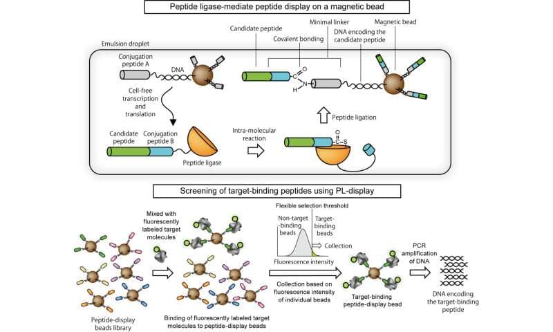 Revoluční platforma zrychluje objevování léků: funguje i v drsných podmínkách