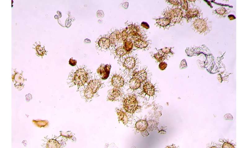 Tropická příroda překvapuje odolností: Zvládá i oteplení o 1,5 °C