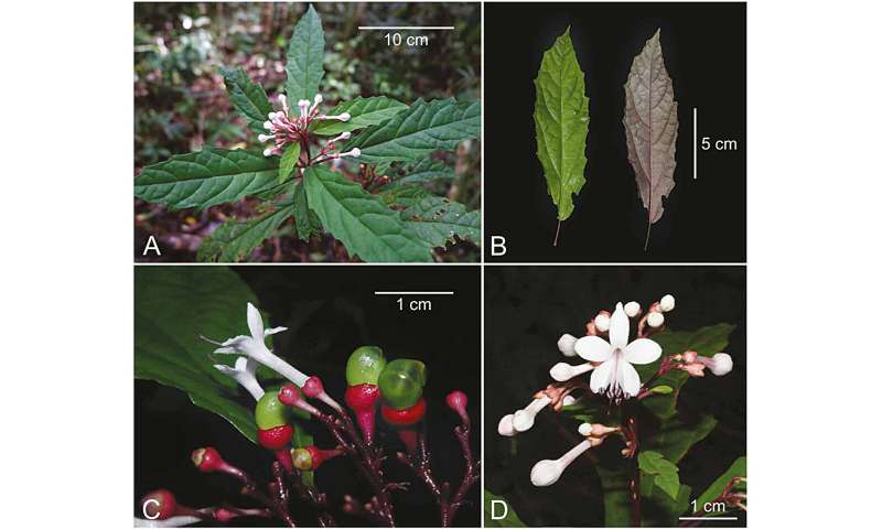 Věda potvrdila moudrost domorodců: Nově objevená rostlina „kelli“ léčí psy už po generace