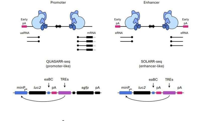 Překvapivý objev v genetice: DNA sekvence ovládající geny si vyměňují role