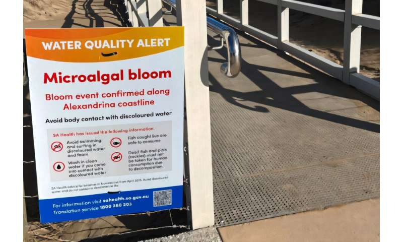 Ekologická úzkost: Jak masivní rozkvět řas v Austrálii ničí psychiku obyvatel