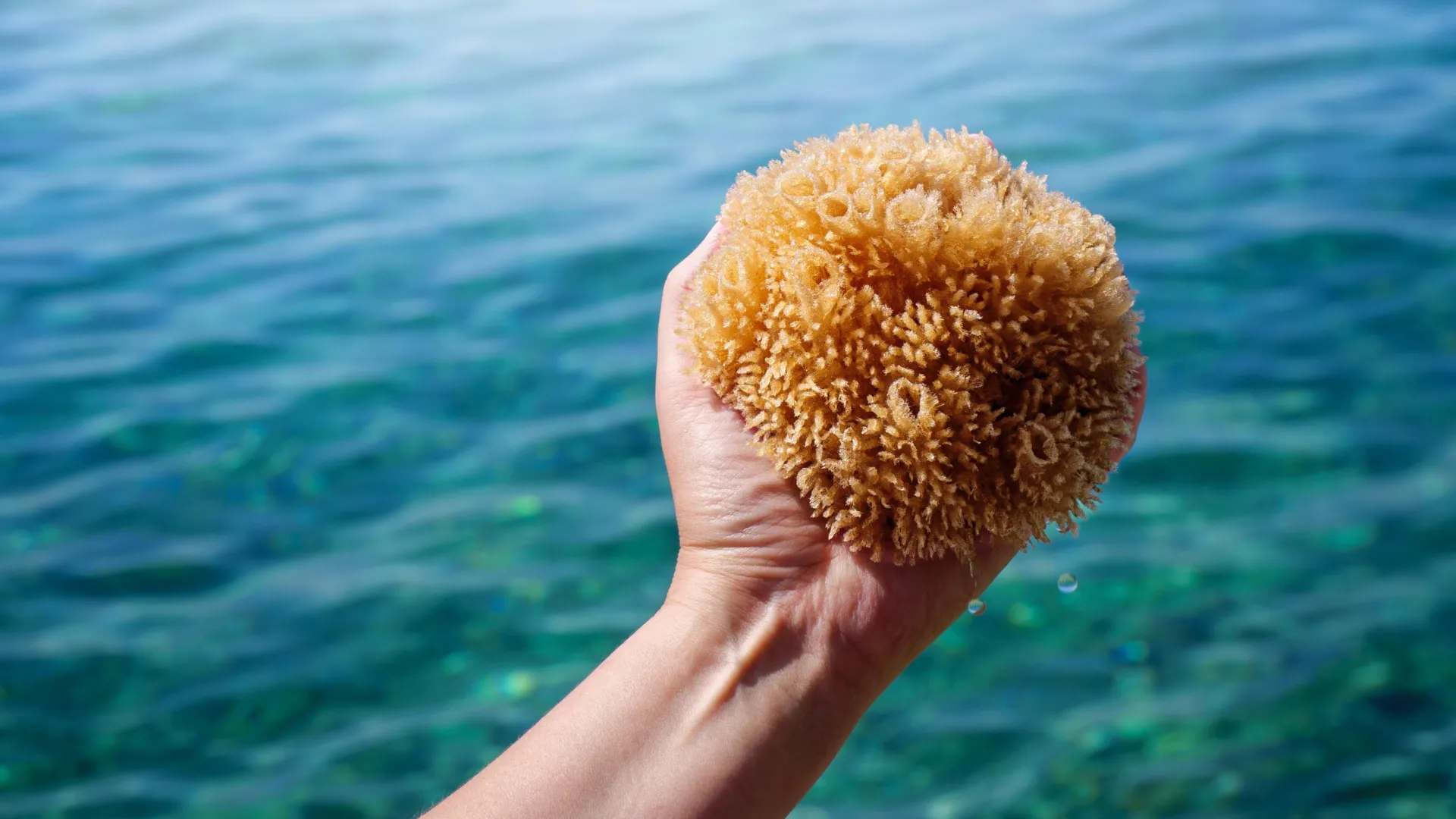 První zvířata na Zemi neměla kostry: Vědci přepisují historii života na planetě